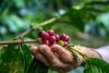 Brazil - Carioca coffee beans