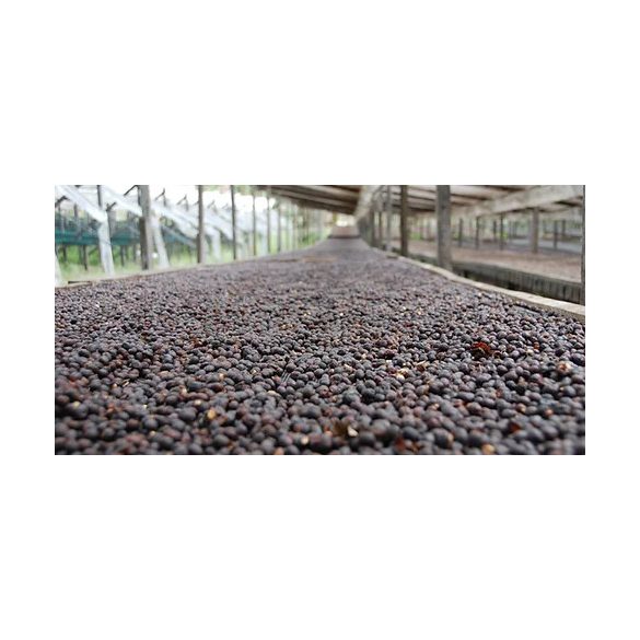 Panama Finca Hartmann Catuai - Caturra coffee beans